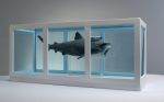 Shark-11